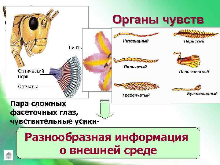 Органы чувств Пара сложных фасеточных глаз, чувствительные усики- Разнообразная информация о внешней среде 