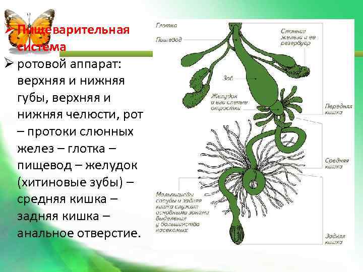  Пищеварительная система ротовой аппарат: верхняя и нижняя губы, верхняя и нижняя челюсти, рот