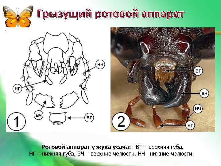 Грызущий ротовой аппарат Ротовой аппарат у жука усача: ВГ – верхняя губа, НГ –