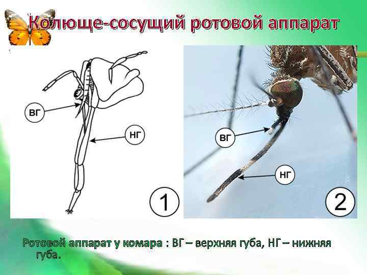 Колюще-сосущий ротовой аппарат Ротовой аппарат у комара : ВГ – верхняя губа, НГ –