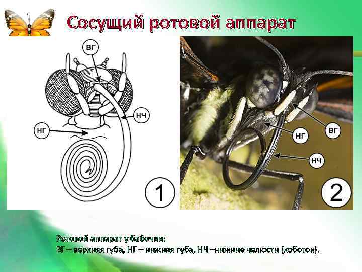 Сосущий ротовой аппарат Ротовой аппарат у бабочки: ВГ – верхняя губа, НГ – нижняя