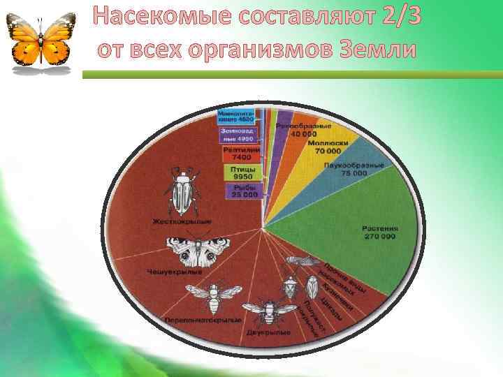 Насекомые составляют 2/3 от всех организмов Земли 