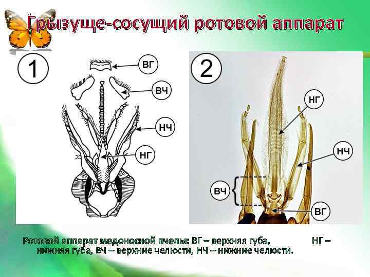 Грызуще-сосущий ротовой аппарат Ротовой аппарат медоносной пчелы: ВГ – верхняя губа, нижняя губа, ВЧ