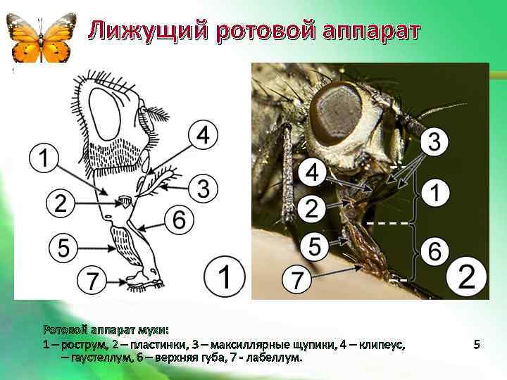 Лижущий ротовой аппарат Ротовой аппарат мухи: 1 – рострум, 2 – пластинки, 3 –