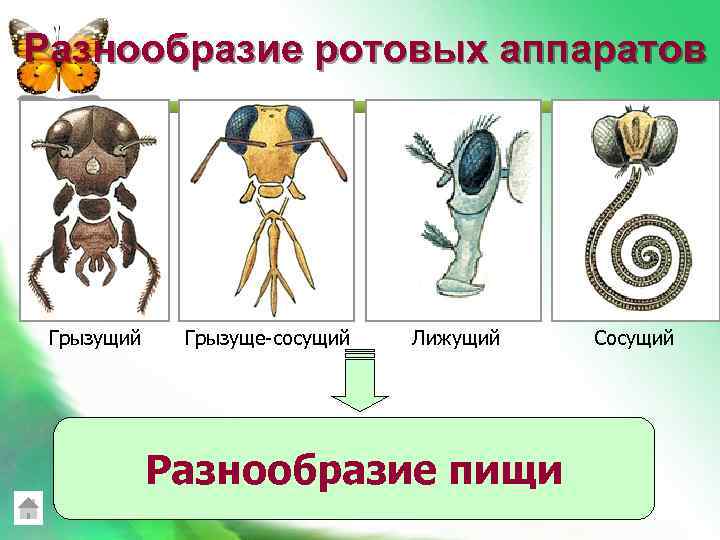  Разнообразие ротовых аппаратов Грызущий Грызуще-сосущий Лижущий Разнообразие пищи Сосущий 