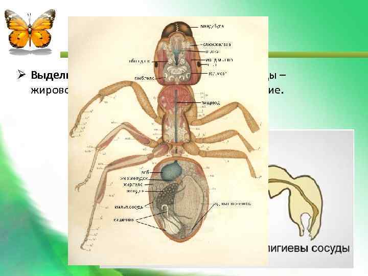  Выделительная система: мальпигиевы сосуды – жировое тело - кишечник – анальное отверстие. 