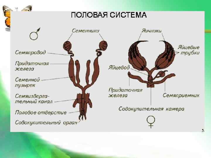  Половая система: Самки: Яичники – яйцепровод - яйцелад Самцы: Семенники – семяпровод –