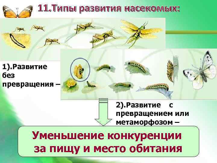 11. Типы развития насекомых: 1). Развитие без превращения – 2). Развитие с превращением или