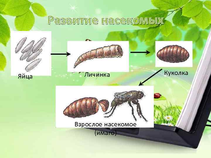 Развитие насекомых Яйца Личинка Взрослое насекомое (имаго) Куколка 