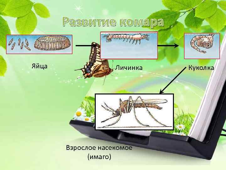Развитие комара Яйца Личинка Взрослое насекомое (имаго) Куколка 