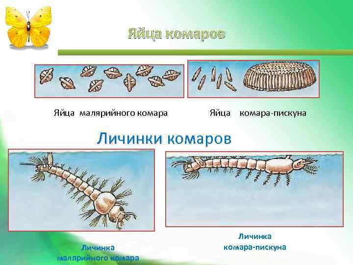 Яйца комаров Яйца малярийного комара Яйца комара-пискуна Личинки комаров Личинка малярийного комара Личинка комара-пискуна