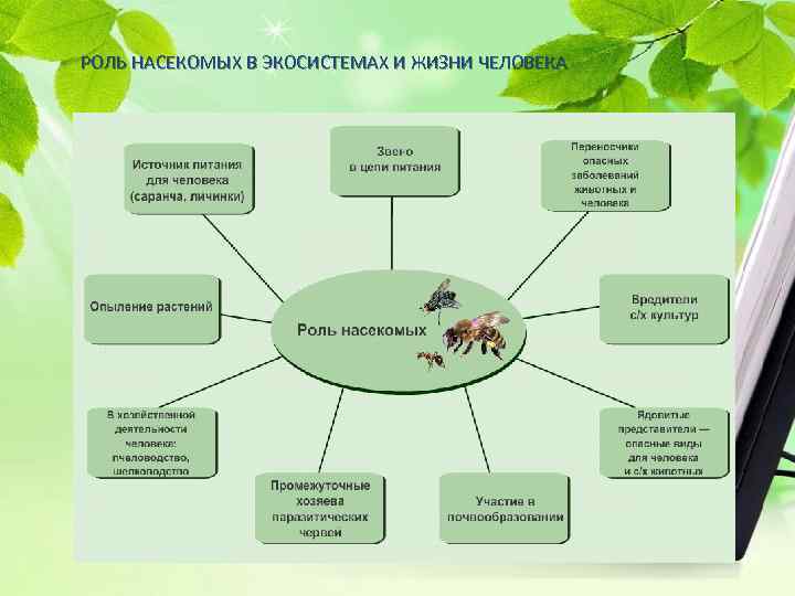 РОЛЬ НАСЕКОМЫХ В ЭКОСИСТЕМАХ И ЖИЗНИ ЧЕЛОВЕКА 