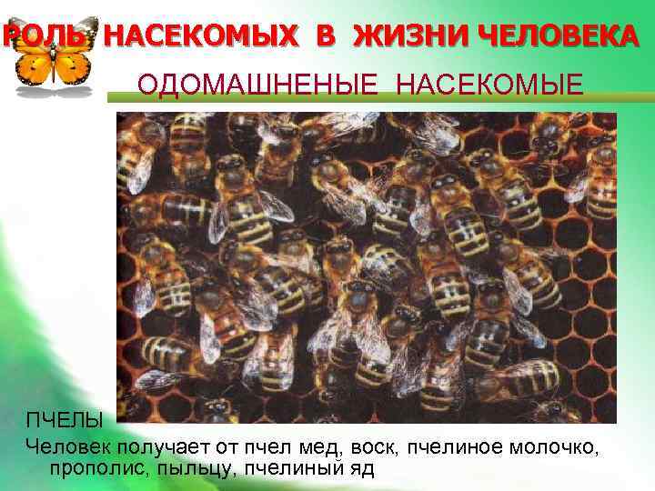 РОЛЬ НАСЕКОМЫХ В ЖИЗНИ ЧЕЛОВЕКА ОДОМАШНЕНЫЕ НАСЕКОМЫЕ ПЧЕЛЫ Человек получает от пчел мед, воск,