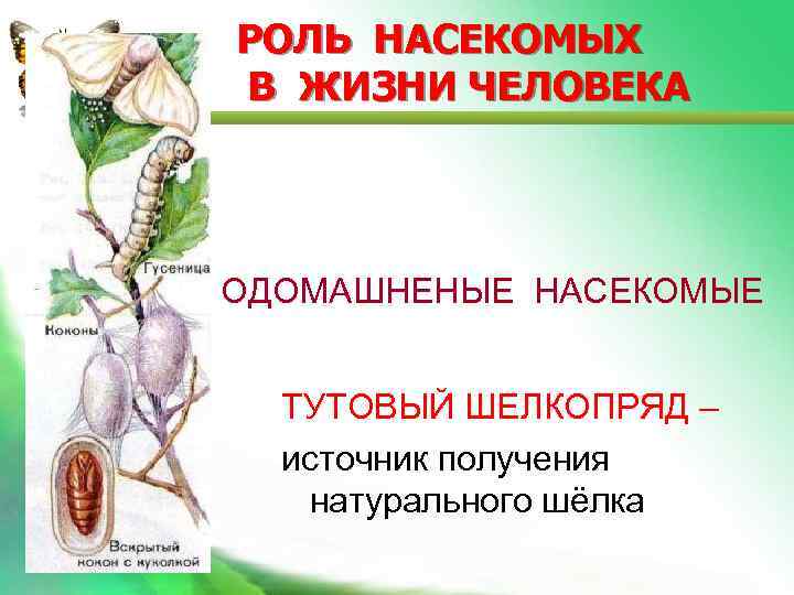 РОЛЬ НАСЕКОМЫХ В ЖИЗНИ ЧЕЛОВЕКА ОДОМАШНЕНЫЕ НАСЕКОМЫЕ ТУТОВЫЙ ШЕЛКОПРЯД – источник получения натурального шёлка