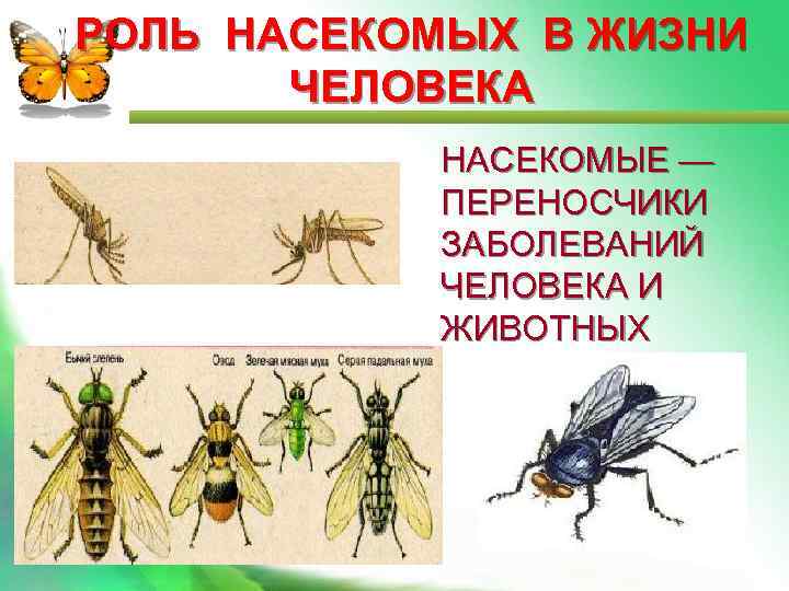 РОЛЬ НАСЕКОМЫХ В ЖИЗНИ ЧЕЛОВЕКА НАСЕКОМЫЕ — ПЕРЕНОСЧИКИ ЗАБОЛЕВАНИЙ ЧЕЛОВЕКА И ЖИВОТНЫХ 