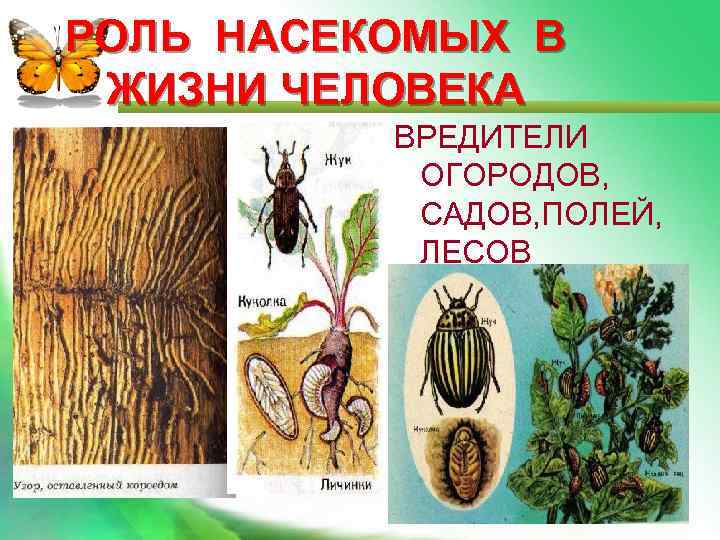 РОЛЬ НАСЕКОМЫХ В ЖИЗНИ ЧЕЛОВЕКА ВРЕДИТЕЛИ ОГОРОДОВ, САДОВ, ПОЛЕЙ, ЛЕСОВ 