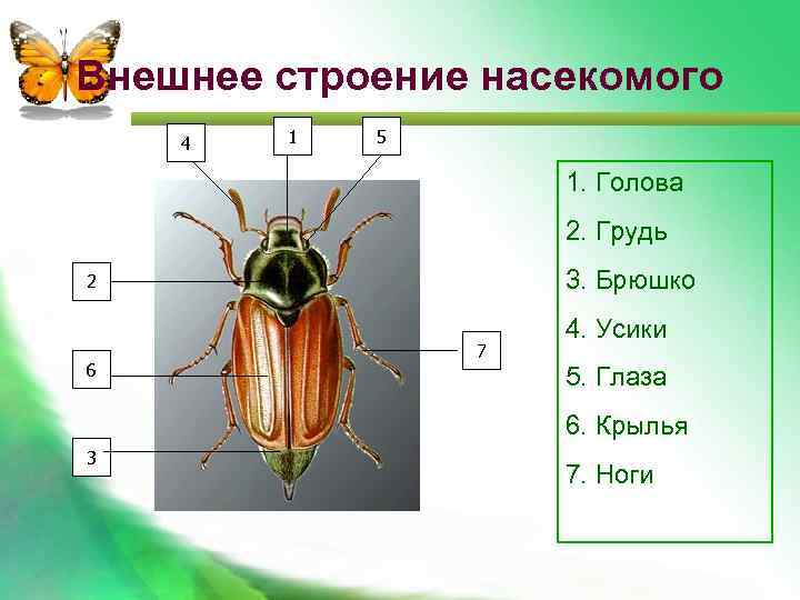 Внешнее строение насекомого 4 1 5 1. Голова 2. Грудь 3. Брюшко 2 6