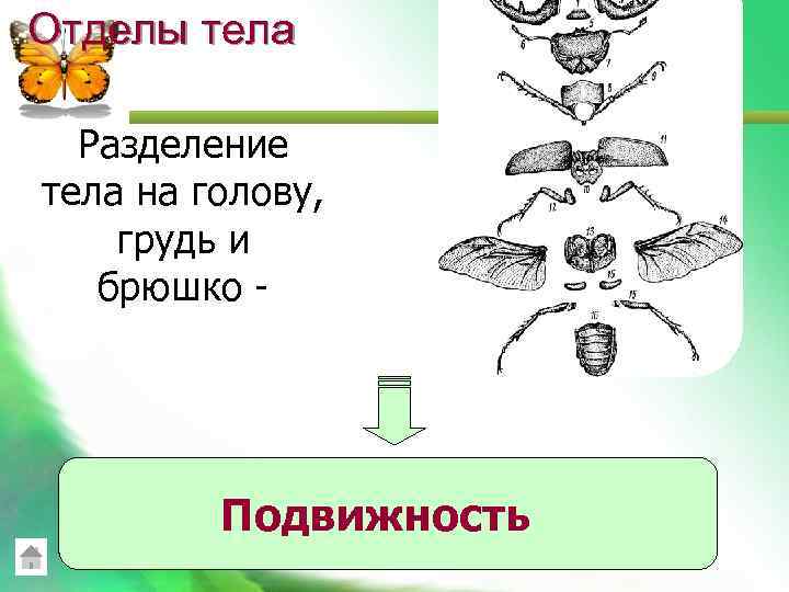 Отделы тела Разделение тела на голову, грудь и брюшко - Подвижность 