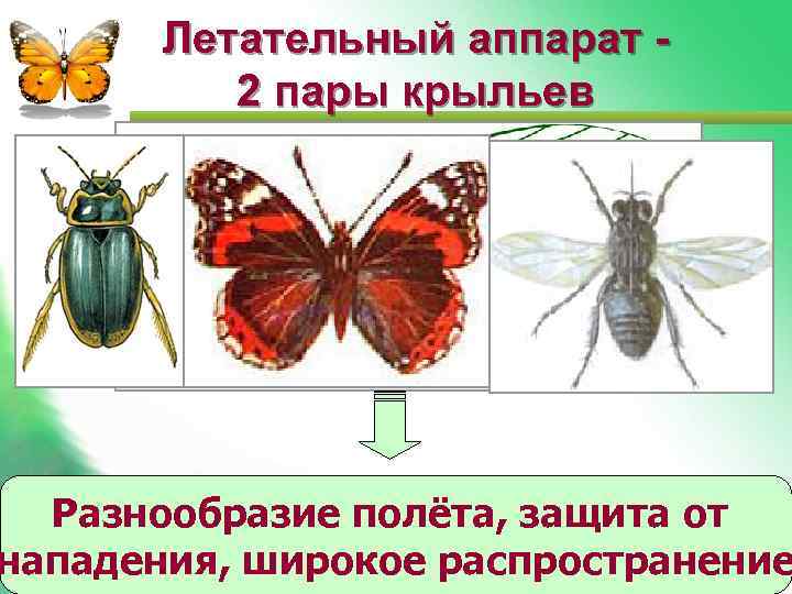 Летательный аппарат - 2 пары крыльев Разнообразие полёта, защита от нападения, широкое распространение 