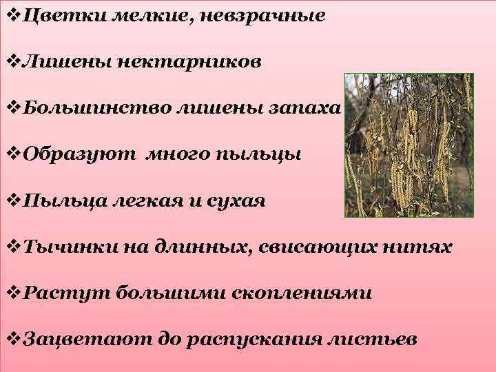 v. Цветки мелкие, невзрачные v. Лишены нектарников v. Большинство лишены запаха v. Образуют много
