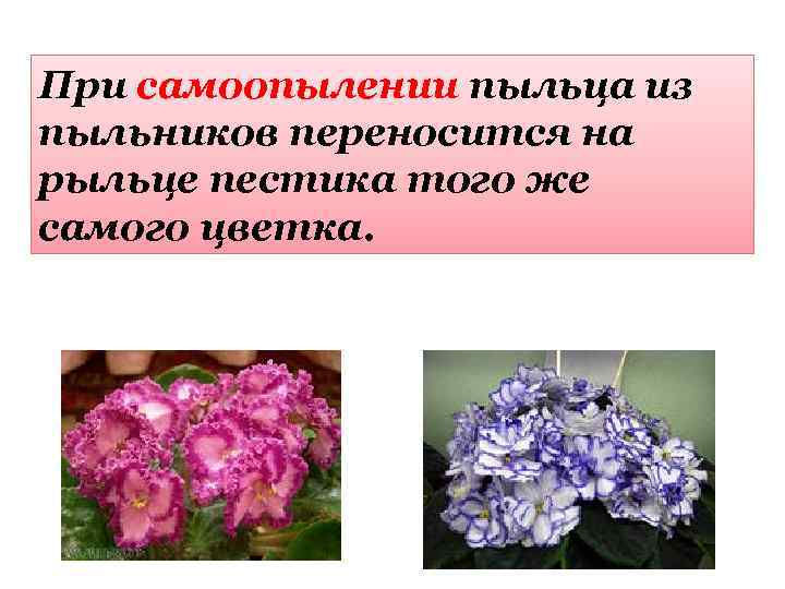 При самоопылении пыльца из пыльников переносится на рыльце пестика того же самого цветка. 