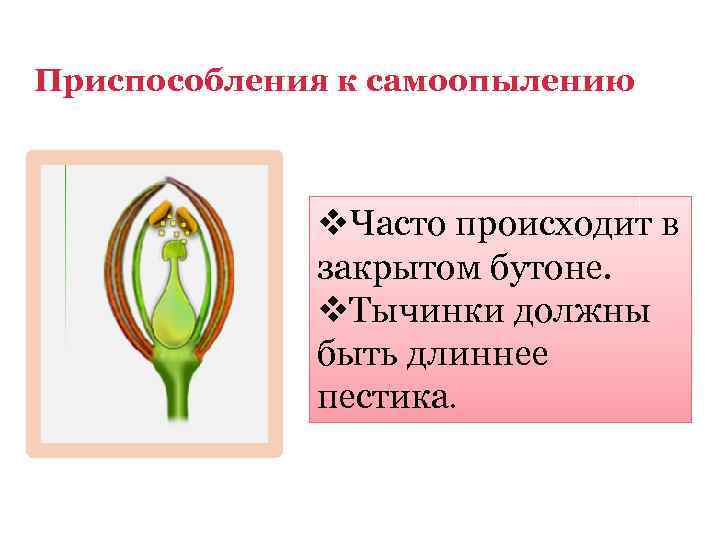 Приспособления к самоопылению v. Часто происходит в закрытом бутоне. v. Тычинки должны быть длиннее