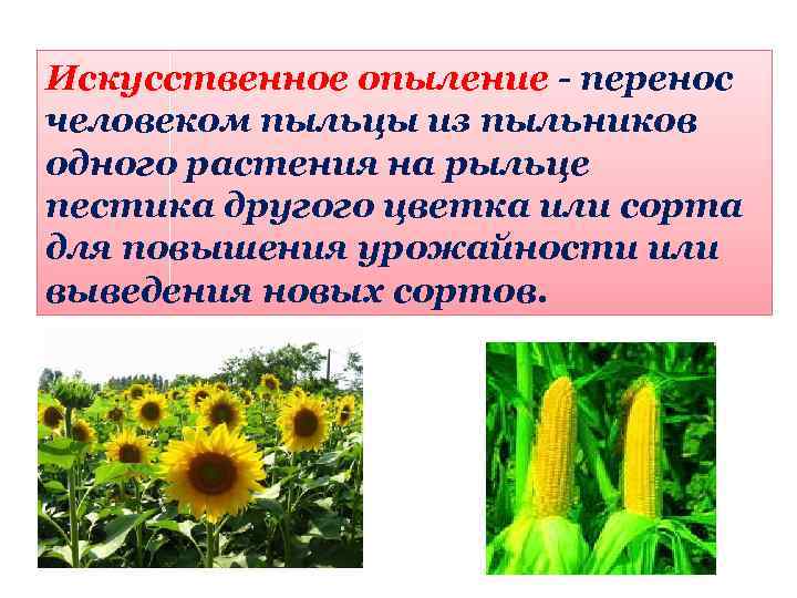 Искусственное опыление - перенос человеком пыльцы из пыльников одного растения на рыльце пестика другого