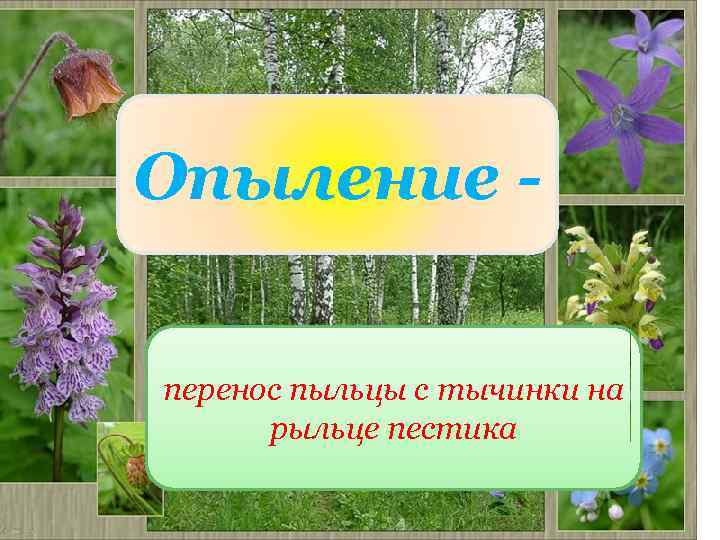 Опыление перенос пыльцы с тычинки на рыльце пестика 