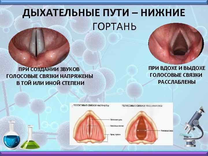 ДЫХАТЕЛЬНЫЕ ПУТИ – НИЖНИЕ ГОРТАНЬ ПРИ СОЗДАНИИ ЗВУКОВ ГОЛОСОВЫЕ СВЯЗКИ НАПРЯЖЕНЫ В ТОЙ ИЛИ