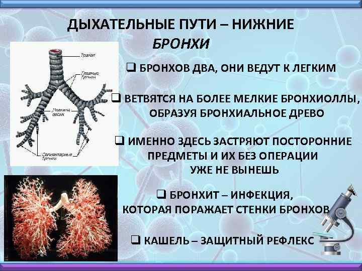 ДЫХАТЕЛЬНЫЕ ПУТИ – НИЖНИЕ БРОНХИ q БРОНХОВ ДВА, ОНИ ВЕДУТ К ЛЕГКИМ q ВЕТВЯТСЯ