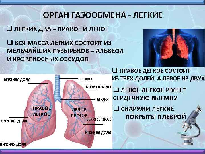 ОРГАН ГАЗООБМЕНА - ЛЕГКИЕ q ЛЕГКИХ ДВА – ПРАВОЕ И ЛЕВОЕ q ВСЯ МАССА