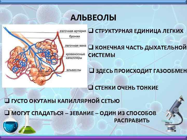 АЛЬВЕОЛЫ q СТРУКТУРНАЯ ЕДИНИЦА ЛЕГКИХ q КОНЕЧНАЯ ЧАСТЬ ДЫХАТЕЛЬНОЙ СИСТЕМЫ q ЗДЕСЬ ПРОИСХОДИТ ГАЗООБМЕН