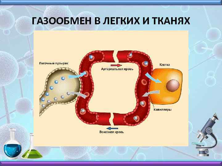 ГАЗООБМЕН В ЛЕГКИХ И ТКАНЯХ 
