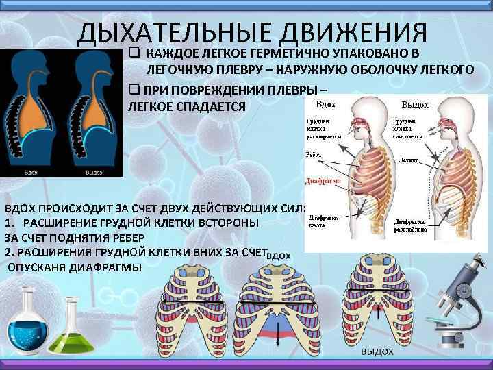 ДЫХАТЕЛЬНЫЕ ДВИЖЕНИЯ q КАЖДОЕ ЛЕГКОЕ ГЕРМЕТИЧНО УПАКОВАНО В ЛЕГОЧНУЮ ПЛЕВРУ – НАРУЖНУЮ ОБОЛОЧКУ ЛЕГКОГО