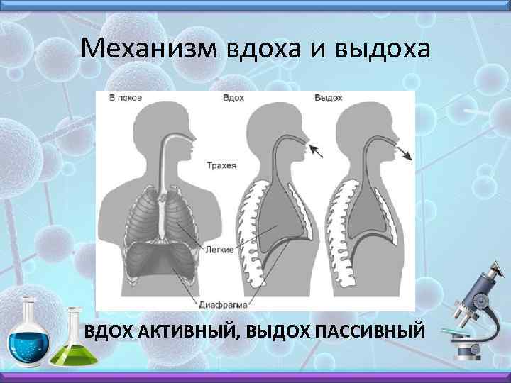 Механизм вдоха и выдоха ВДОХ АКТИВНЫЙ, ВЫДОХ ПАССИВНЫЙ 