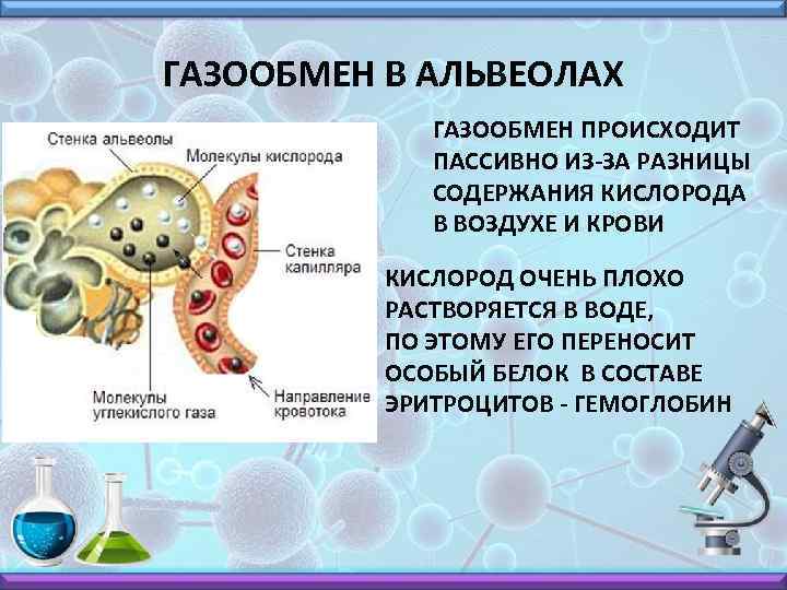 ГАЗООБМЕН В АЛЬВЕОЛАХ ГАЗООБМЕН ПРОИСХОДИТ ПАССИВНО ИЗ-ЗА РАЗНИЦЫ СОДЕРЖАНИЯ КИСЛОРОДА В ВОЗДУХЕ И КРОВИ