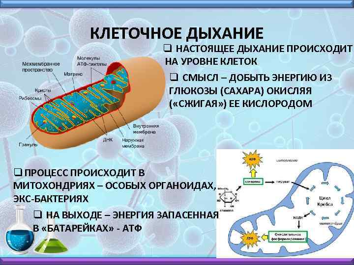 КЛЕТОЧНОЕ ДЫХАНИЕ q НАСТОЯЩЕЕ ДЫХАНИЕ ПРОИСХОДИТ НА УРОВНЕ КЛЕТОК q СМЫСЛ – ДОБЫТЬ ЭНЕРГИЮ