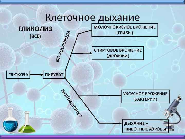 Клеточное дыхание МОЛОЧНОКИСЛОЕ БРОЖЕНИЕ (ГРИБЫ) ОДА ГЛИКОЛИЗ ЛОР (ВСЕ) БЕЗ КОС СПИРТОВОЕ БРОЖЕНИЕ (ДРОЖЖИ)