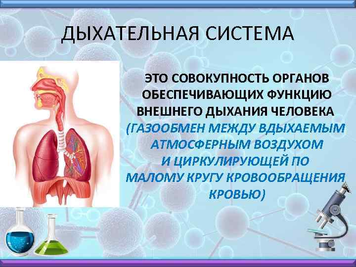 ДЫХАТЕЛЬНАЯ СИСТЕМА ЭТО СОВОКУПНОСТЬ ОРГАНОВ ОБЕСПЕЧИВАЮЩИХ ФУНКЦИЮ ВНЕШНЕГО ДЫХАНИЯ ЧЕЛОВЕКА (ГАЗООБМЕН МЕЖДУ ВДЫХАЕМЫМ АТМОСФЕРНЫМ