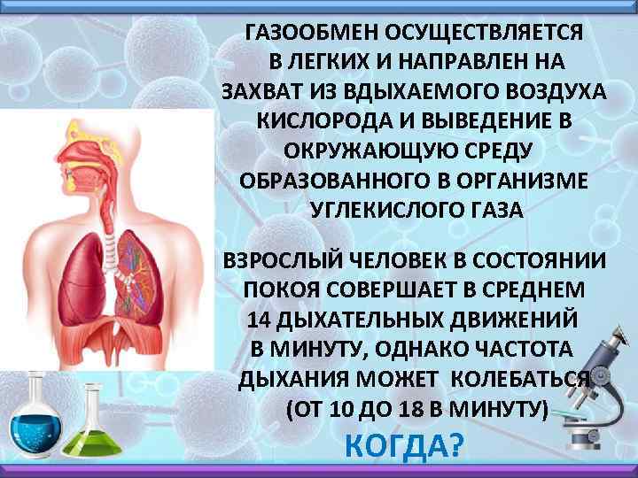 ГАЗООБМЕН ОСУЩЕСТВЛЯЕТСЯ В ЛЕГКИХ И НАПРАВЛЕН НА ЗАХВАТ ИЗ ВДЫХАЕМОГО ВОЗДУХА КИСЛОРОДА И ВЫВЕДЕНИЕ