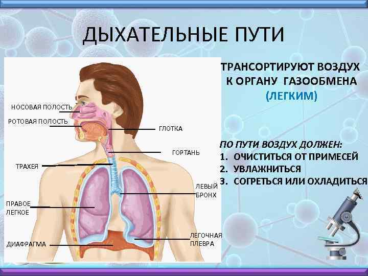 ДЫХАТЕЛЬНЫЕ ПУТИ ТРАНСОРТИРУЮТ ВОЗДУХ К ОРГАНУ ГАЗООБМЕНА (ЛЕГКИМ) НОСОВАЯ ПОЛОСТЬ РОТОВАЯ ПОЛОСТЬ ГЛОТКА ПО