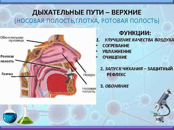 ДЫХАТЕЛЬНЫЕ ПУТИ – ВЕРХНИЕ (НОСОВАЯ ПОЛОСТЬ, ГЛОТКА, РОТОВАЯ ПОЛОСТЬ) Ротовая полость Глотка 1. •