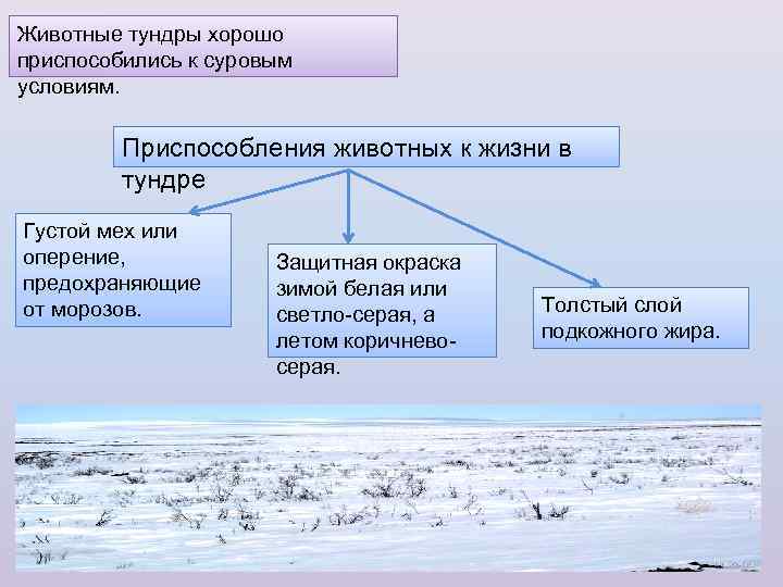 Тундра природные условия