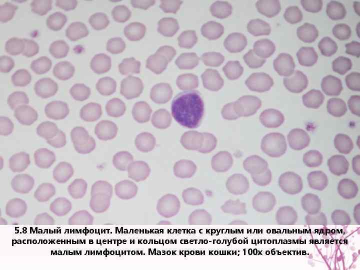 5. 8 Малый лимфоцит. Маленькая клетка с круглым или овальным ядром, расположенным в центре
