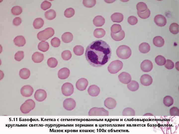 5. 11 Базофил. Клетка с сегментированным ядром и слабовыраженными круглыми светло-пурпурными зернами в цитоплазме
