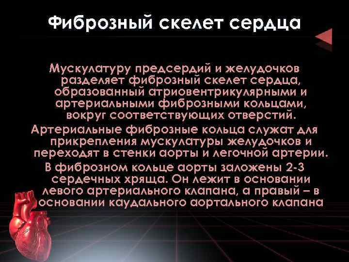 К скелету сердца относятся