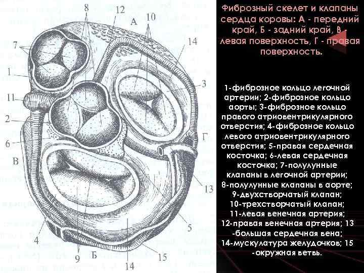 К скелету сердца относятся