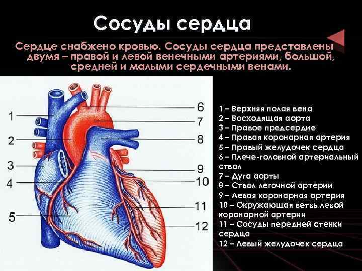 Какая кровь содержится в левой части сердца. Строение сердце вены анатомия. Строение артерий сердца. Строение сердца сосуды сердца. Кровоснабжение сердца топографическая анатомия.