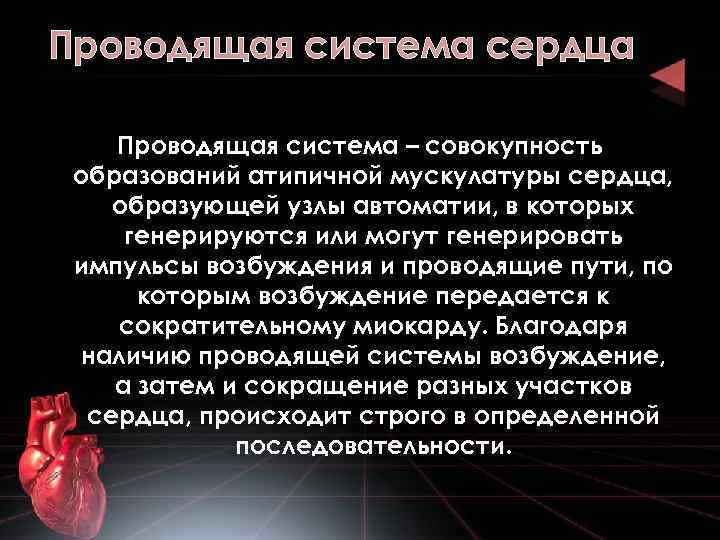 Проводящая система сердца Проводящая система – совокупность образований атипичной мускулатуры сердца, образующей узлы автоматии,