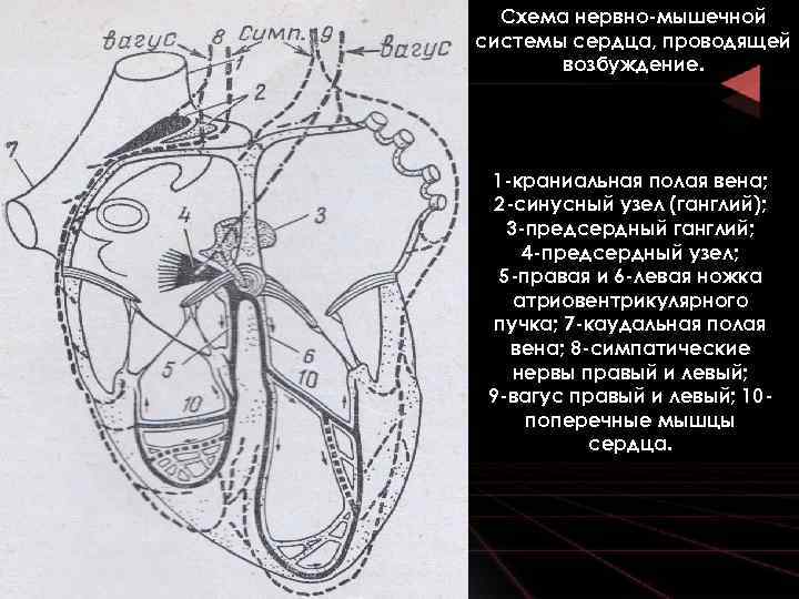 Нервная система сердца. Нервно-мышечная Проводящая система сердца. Иннервация и Проводящая система сердца. Иннервация проводящей системы сердца. Нервно мышечная система сердца животных.